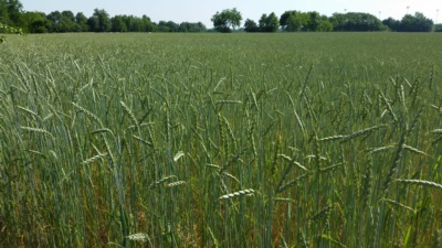 farro nel campo 